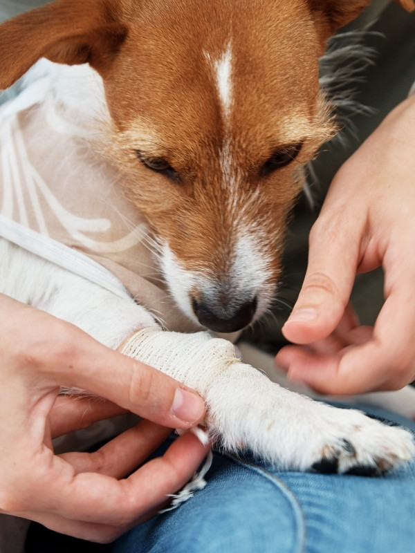 Puppy after a surgery