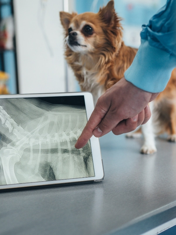 Puppy having a X-ray
