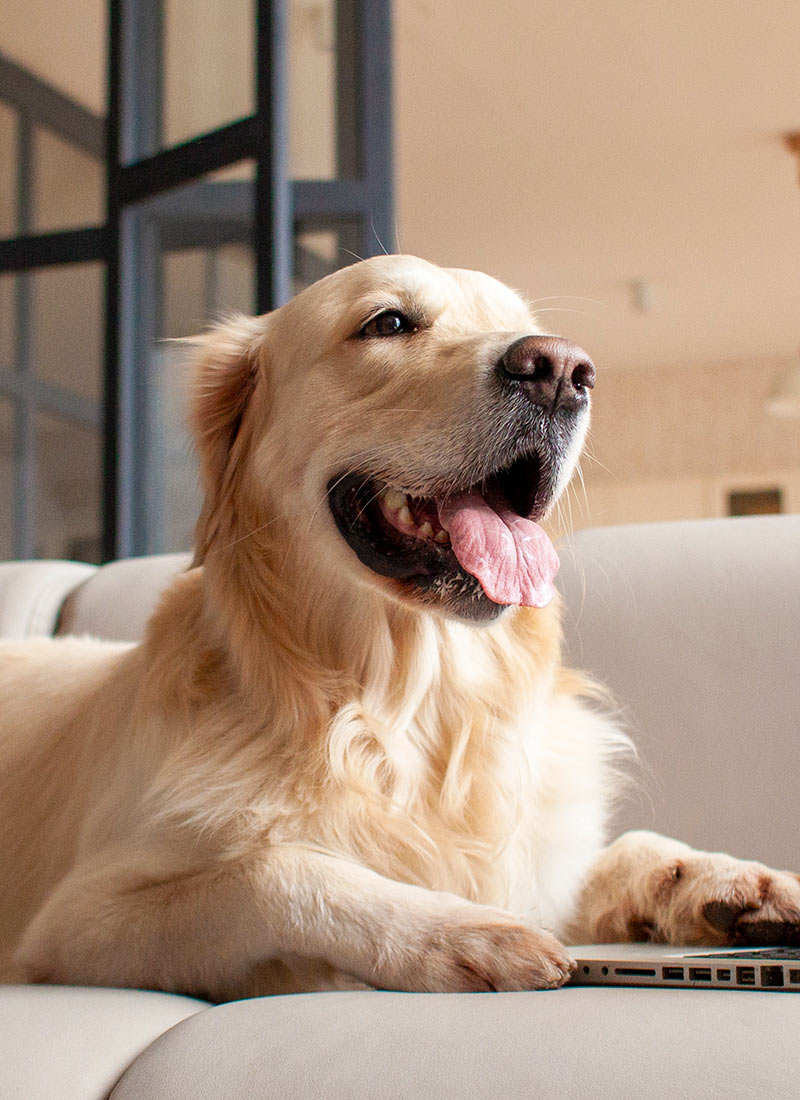 golden retriever looking like they're using a laptop